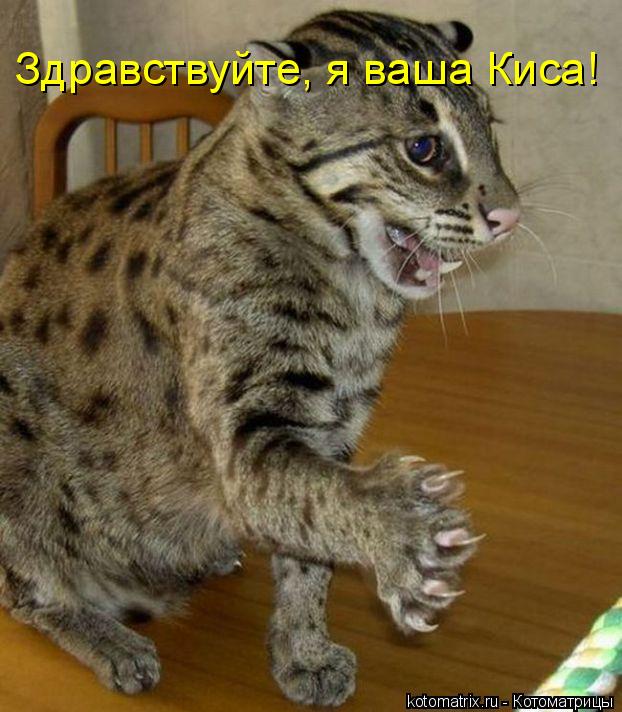 Здравствуйте, я ваша Киса!... Котоматрица: Здравствуйте, я ваша Киса!