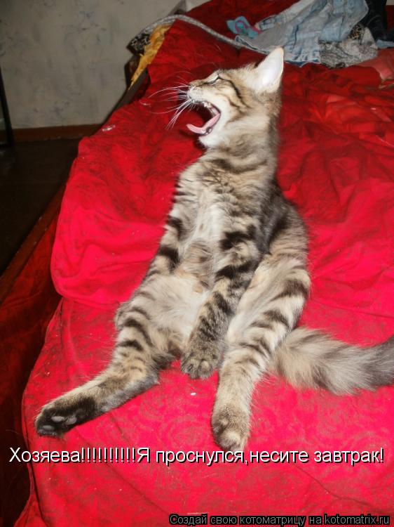 Хозяева!!!!!!!!!!Я проснулся,несите завтрак!... Котоматрица: Хозяева!!!!!!!!!!Я проснулся,несите завтрак!