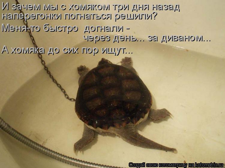 И зачем мы с хомяком три дня назад наперегонки погнаться решили? Меня-то быстро догнали - через ден... Котоматрица: И зачем мы с хомяком три дня назад наперегонки погнаться решили? Меня-то быстро догнали - через день... за диваном... А хомяка до сих пор ищут..