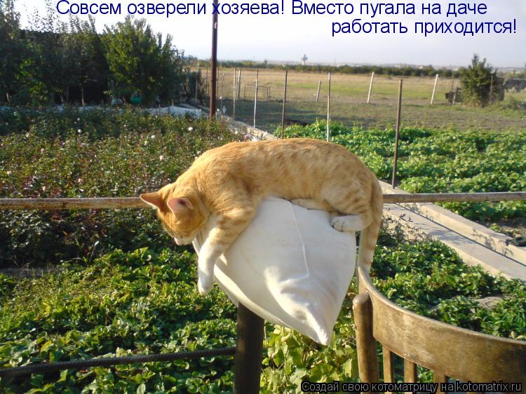 Совсем озверели хозяева! Вместо пугала на даче работать приходится!... Котоматрица: Совсем озверели хозяева! Вместо пугала на даче работать приходится!