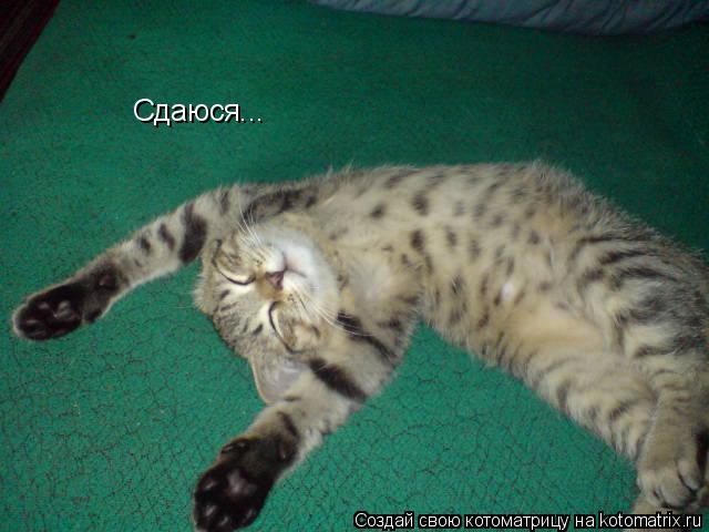 Сдаюся...... Котоматрица: Сдаюся...