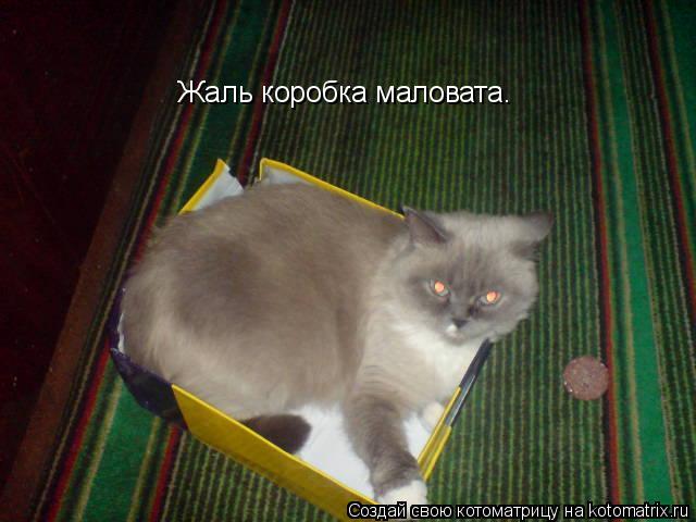 Жаль коробка маловата.... Котоматрица: Жаль коробка маловата.
