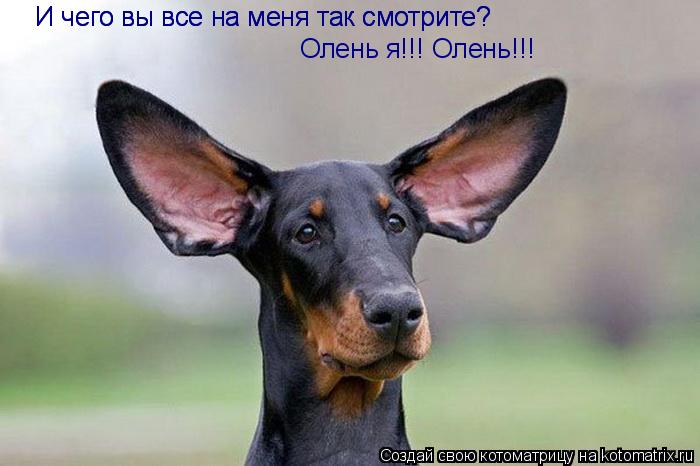 И чего вы все на меня так смотрите? Олень я!!! Олень!!! И чего вы все на меня так смотрите?... Котоматрица: И чего вы все на меня так смотрите? Олень я!!! Олень!!! И чего вы все на меня так смотрите?