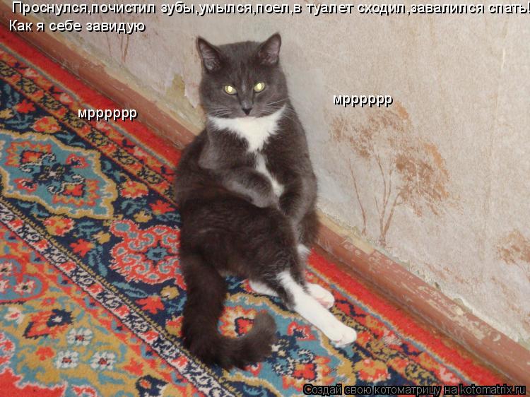 Проснулся,почистил зубы,умылся,поел,в туалет сходил,завалился спать! Как я себе завидую мрррррр мрррр... Котоматрица: Проснулся,почистил зубы,умылся,поел,в туалет сходил,завалился спать! Как я себе завидую мрррррр мрррррр мрррррр