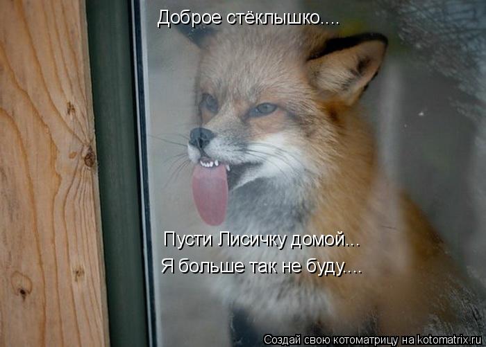 Доброе стёклышко.... Пусти Лисичку домой... Я больше так не буду....... Котоматрица: Доброе стёклышко.... Пусти Лисичку домой... Я больше так не буду....