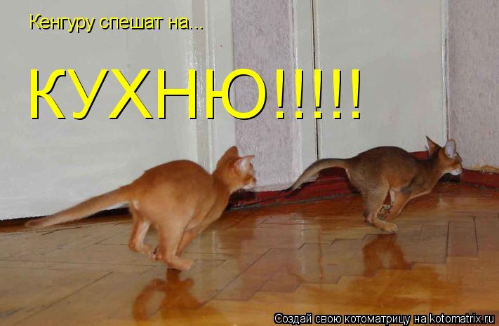 Кенгуру спешат на... КУХНЮ!!!!!... Котоматрица: Кенгуру спешат на... КУХНЮ!!!!!