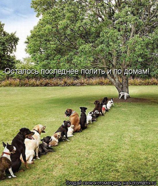 -Осталось последнее полить и по домам!... Котоматрица: -Осталось последнее полить и по домам!