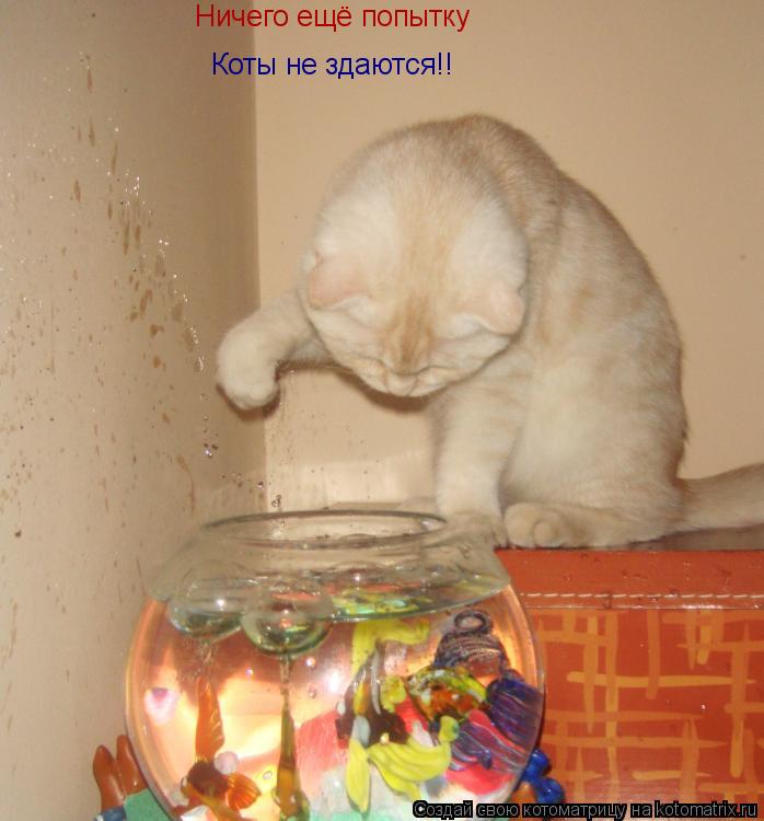 Ничего ещё попытку Коты не здаются!!... Котоматрица: Ничего ещё попытку Коты не здаются!!