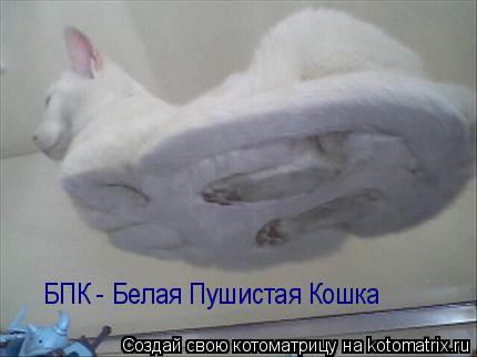 БПК - Белая Пушистая Кошка... Котоматрица: БПК - Белая Пушистая Кошка