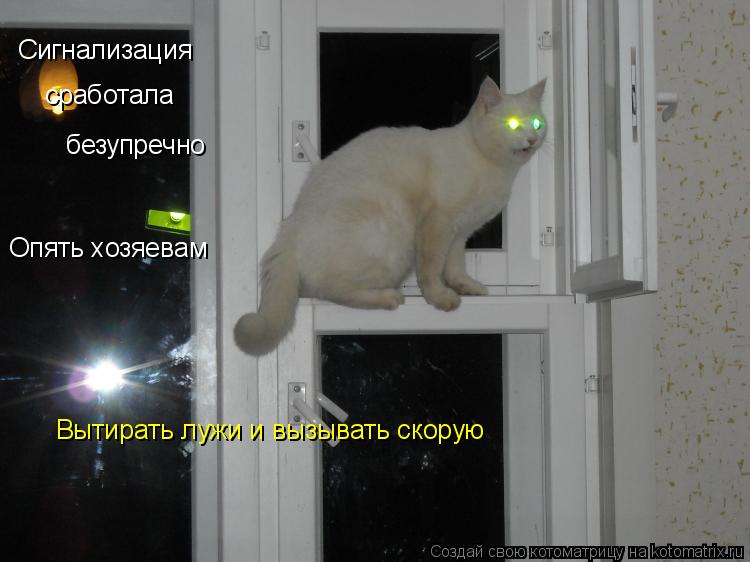 Сигнализация сработала безупречно Опять хозяевам Вытирать лужи и вызывать скорую... Котоматрица: Сигнализация сработала безупречно Опять хозяевам Вытирать лужи и вызывать скорую