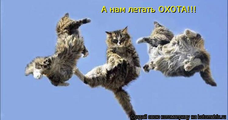 А нам летать ОХОТА!!!... Котоматрица: А нам летать ОХОТА!!!