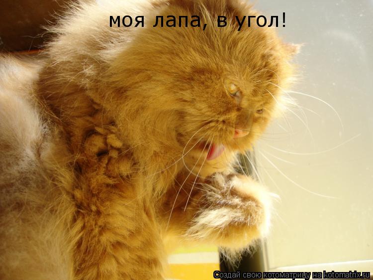 моя лапа, в угол!... Котоматрица: моя лапа, в угол!