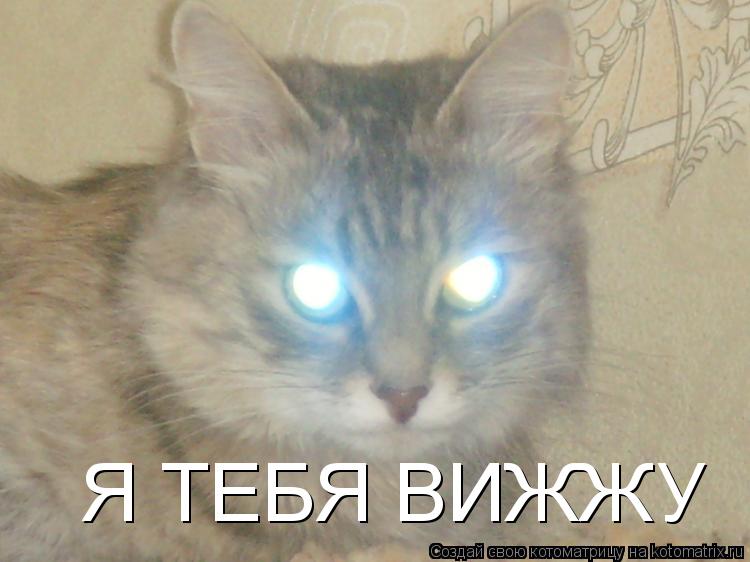 Я ТЕБЯ ВИЖЖУ... Котоматрица: Я ТЕБЯ ВИЖЖУ