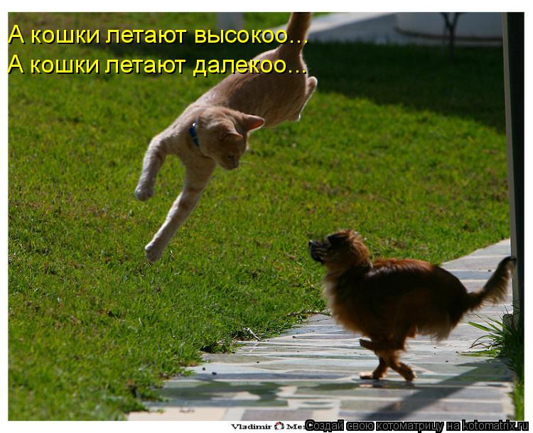 А кошки летают высокоо... А кошки летают далекоо...... Котоматрица: А кошки летают высокоо... А кошки летают далекоо...