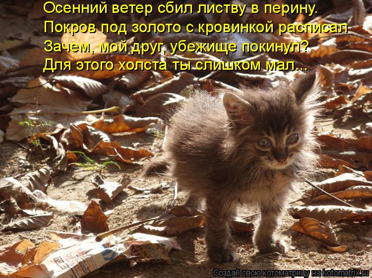Осенний ветер сбил листву в перину. Покров под золото с кровинкой расписал Для этого холста ты слишко... Котоматрица: Осенний ветер сбил листву в перину. Покров под золото с кровинкой расписал Для этого холста ты слишком мал... Зачем, мой друг, убежище покину