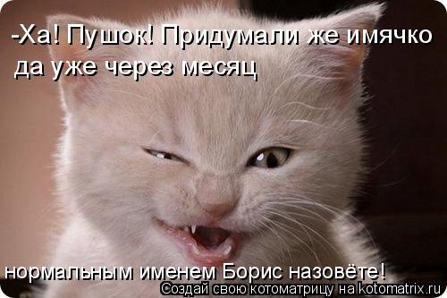 -Ха! Пушок! Придумали же имячко да уже через месяц нормальным именем Борис назовёте!... Котоматрица: -Ха! Пушок! Придумали же имячко да уже через месяц нормальным именем Борис назовёте!