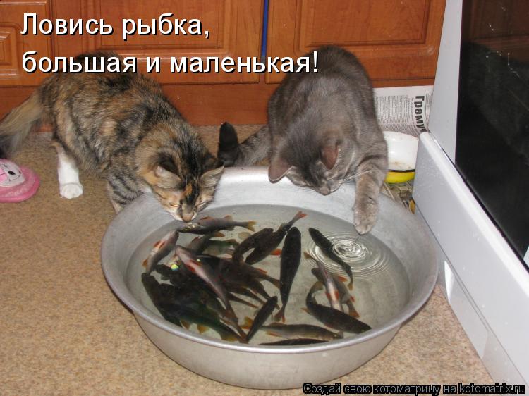 Ловись рыбка, большая и маленькая!... Котоматрица: Ловись рыбка, большая и маленькая!