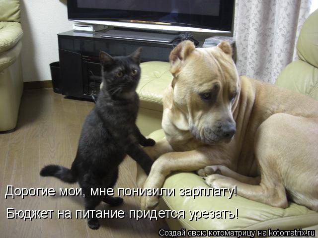 Дорогие мои, мне понизили зарплату! Бюджет на питание придется урезать!... Котоматрица: Дорогие мои, мне понизили зарплату! Бюджет на питание придется урезать!