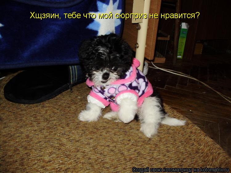 Хщзяин, тебе что мой сюрприз не нравится?... Котоматрица: Хщзяин, тебе что мой сюрприз не нравится?