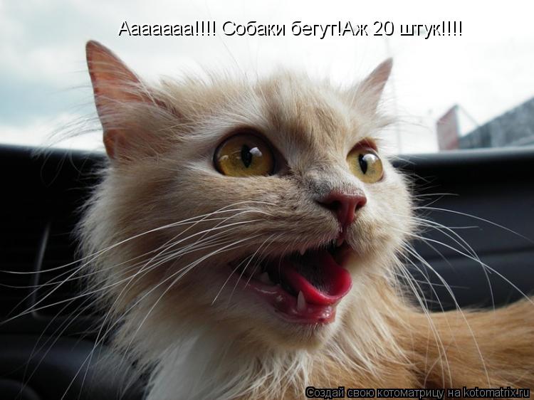 Ааааааа!!!! Собаки бегут!Аж 20 штук!!!!... Котоматрица: Ааааааа!!!! Собаки бегут!Аж 20 штук!!!!