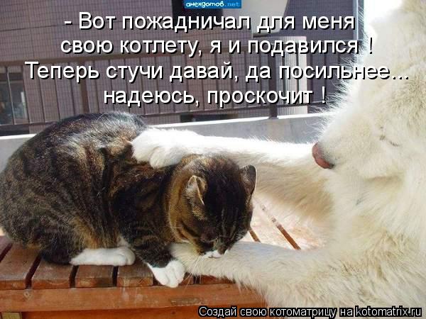 - Вот пожадничал для меня свою котлету, я и подавился ! Теперь стучи давай, да посильнее... надеюсь,... Котоматрица: - Вот пожадничал для меня свою котлету, я и подавился ! Теперь стучи давай, да посильнее... надеюсь, проскочит !