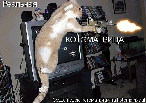 Реальная КОТОМАТРИЦА... Котоматрица: Реальная КОТОМАТРИЦА