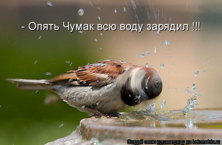 Котоматрица: - Опять Чумак всю воду зарядил !!!