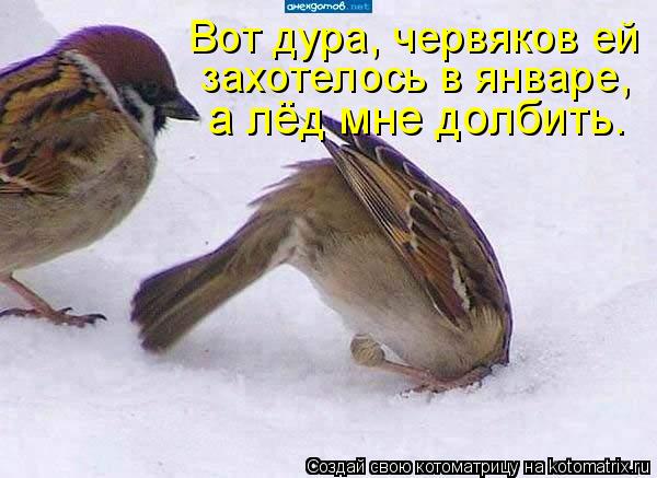 Вот дура, червяков ей захотелось в январе, а лёд мне долбить.... Котоматрица: Вот дура, червяков ей захотелось в январе, а лёд мне долбить.