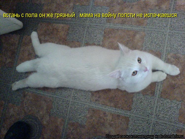 встань с пола он же грязный . мама на войну полсти не испачкаешся... Котоматрица: встань с пола он же грязный . мама на войну полсти не испачкаешся