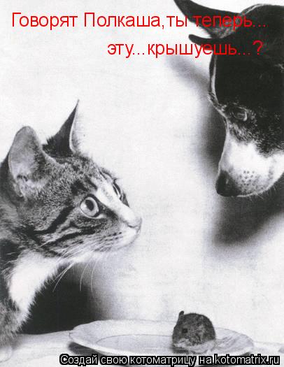 Говорят Полкаша,ты теперь... эту...крышуешь...?... Котоматрица: Говорят Полкаша,ты теперь... эту...крышуешь...?