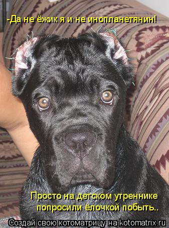 -Да не ёжик я и не инопланетянин! Просто на детском утреннике попросили ёлочкой побыть..... Котоматрица: -Да не ёжик я и не инопланетянин! Просто на детском утреннике попросили ёлочкой побыть..