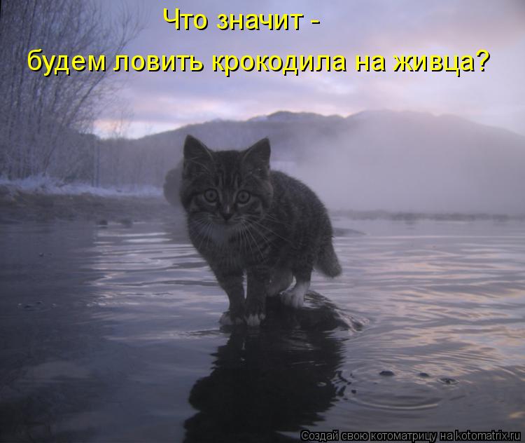 Что значит - будем ловить крокодила на живца?... Котоматрица: Что значит - будем ловить крокодила на живца?