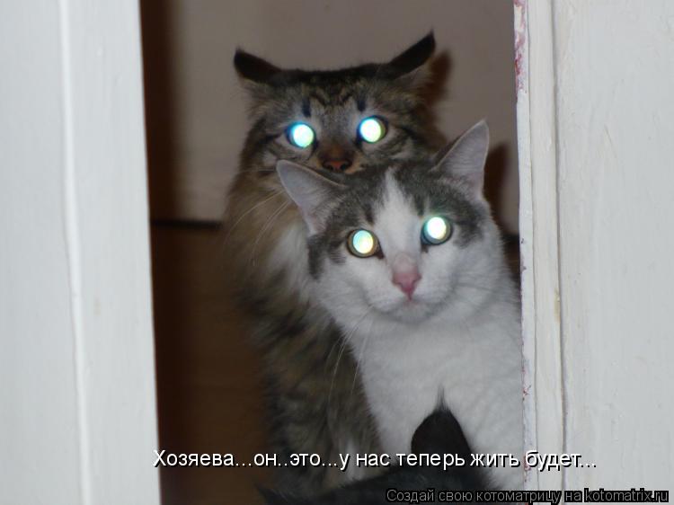 Хозяева...он..это...у нас теперь жить будет...... Котоматрица: Хозяева...он..это...у нас теперь жить будет...
