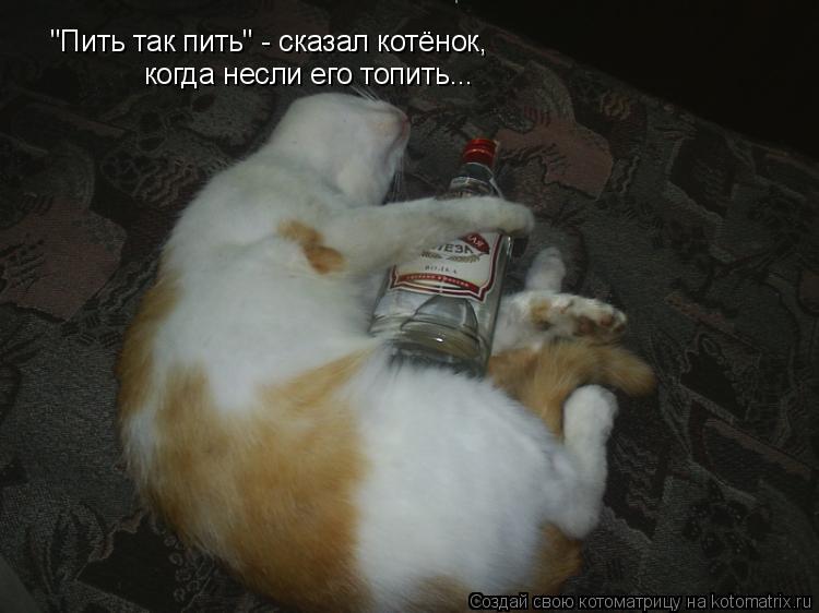 "Пить так пить" - сказал котёнок, когда несли его топить...... Котоматрица: "Пить так пить" - сказал котёнок, когда несли его топить...