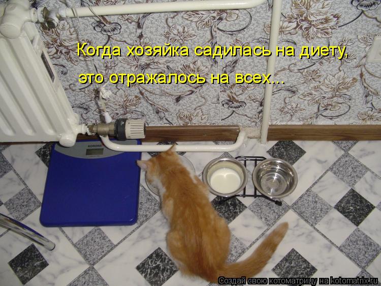 Когда хозяйка садилась на диету, это отражалось на всех...... Котоматрица: Когда хозяйка садилась на диету, это отражалось на всех...