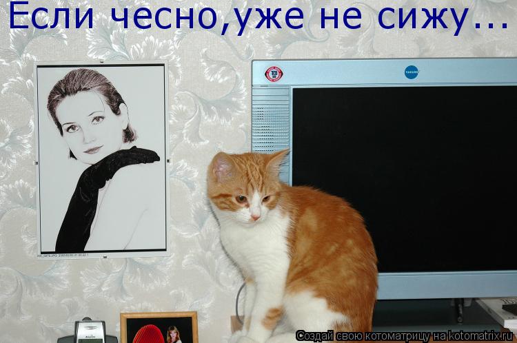 Если чесно,уже не сижу...... Котоматрица: Если чесно,уже не сижу...