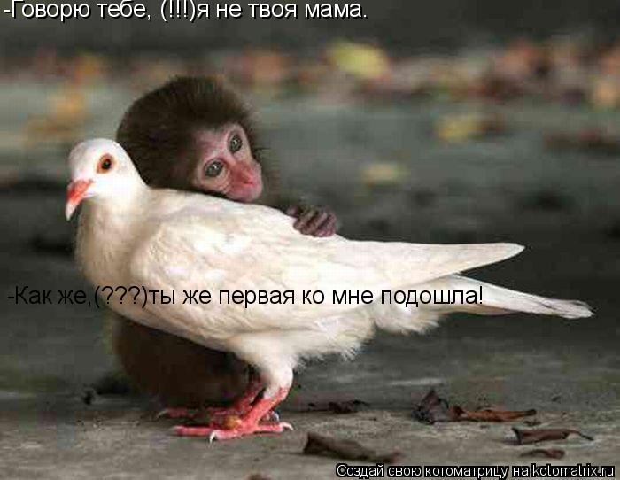 -Говорю тебе, (!!!)я не твоя мама. -Как же,(???)ты же первая ко мне подошла!... Котоматрица: -Говорю тебе, (!!!)я не твоя мама. -Как же,(???)ты же первая ко мне подошла!