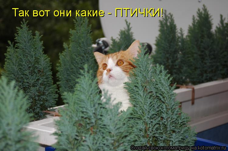 Так вот они какие - ПТИЧКИ!... Котоматрица: Так вот они какие - ПТИЧКИ!