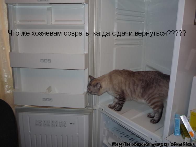 Что же хозяевам соврать, кагда с дачи вернуться?????... Котоматрица: Что же хозяевам соврать, кагда с дачи вернуться?????