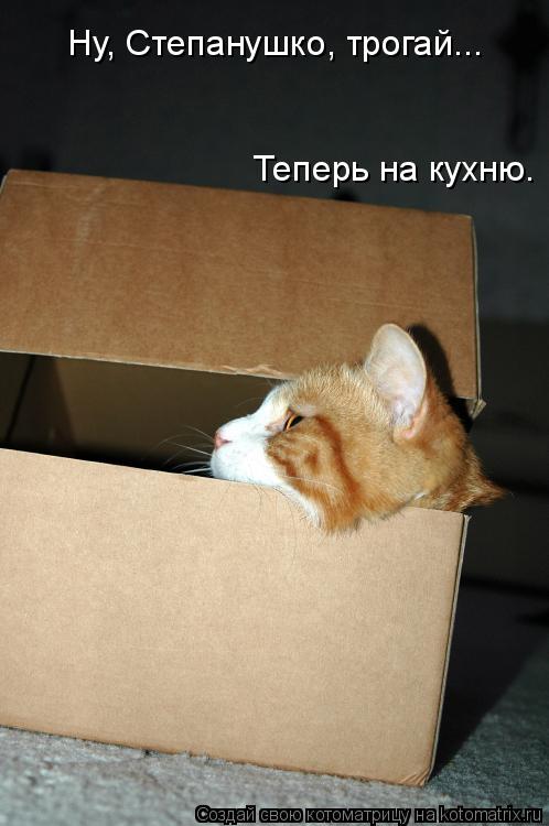Ну, Степанушко, трогай... Теперь на кухню.... Котоматрица: Ну, Степанушко, трогай... Теперь на кухню.