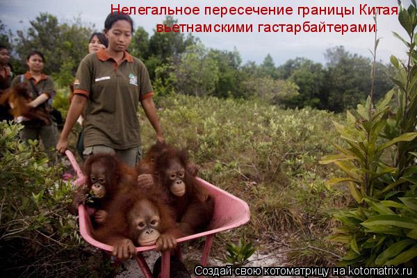 Котоматрица: Нелегальное пересечение границы Китая вьетнамскими гастарбайтерами