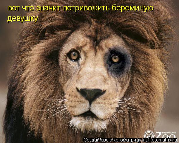Котоматрица: вот что значит потривожить береминую  девушку