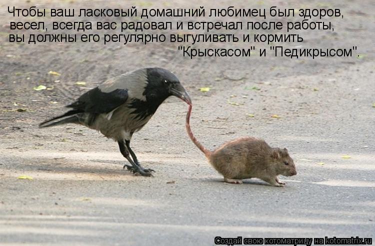 Чтобы ваш ласковый домашний любимец был здоров, весел, всегда вас радовал и встречал после работы, вы... Котоматрица: Чтобы ваш ласковый домашний любимец был здоров, весел, всегда вас радовал и встречал после работы, вы должны его регулярно выгуливать и кор