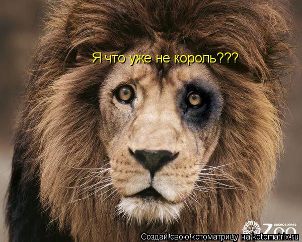 Котоматрица: Я что уже не король???