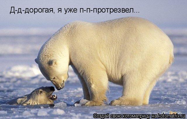 Котоматрица: Д-д-дорогая, я уже п-п-протрезвел...