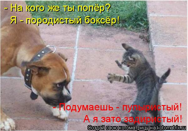 - На кого же ты попёр? Я - породистый боксёр! - Подумаешь - пупыристый! А я зато задиристый!... Котоматрица: - На кого же ты попёр? Я - породистый боксёр! - Подумаешь - пупыристый! А я зато задиристый!