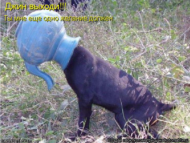 Джин выходи!!! Ты мне еще одно желание должен... Котоматрица: Джин выходи!!! Ты мне еще одно желание должен