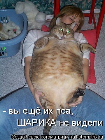 - вы ещё их пса, ШАРИКА не видели... Котоматрица: - вы ещё их пса, ШАРИКА не видели