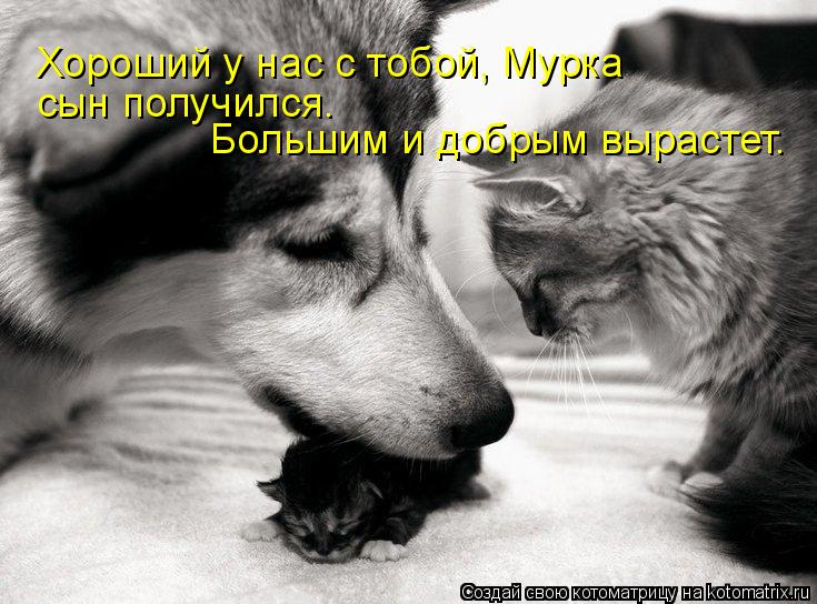 Хороший у нас с тобой, Мурка сын получился. Большим и добрым вырастет.... Котоматрица: Хороший у нас с тобой, Мурка сын получился. Большим и добрым вырастет.
