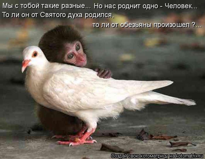 Мы с тобой такие разные... Но нас роднит одно - Человек... То ли он от Святого духа родился, то ли от... Котоматрица: Мы с тобой такие разные... Но нас роднит одно - Человек... То ли он от Святого духа родился, то ли от обезьяны произошел ?...